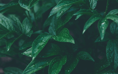 A New Approach to Self-Care