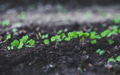 Psychological Health and Safety at Work: Growing from the ground up