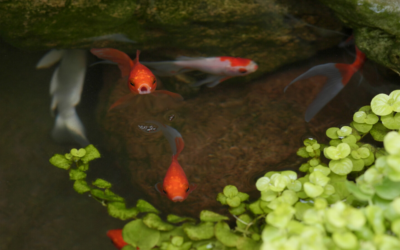 Big fish, small fish: How small organizations can survive COVID-19