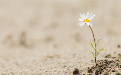 Leadership Legacy: Creating Your Narrative Through Resiliency and a Trauma Informed Lens