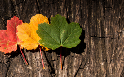 Starting a new dialogue around executive director transitions
