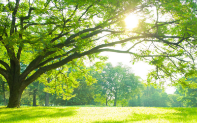 Built for resilience: How Park People’s corporate culture helped staff buffer the mental health impacts of COVID-19