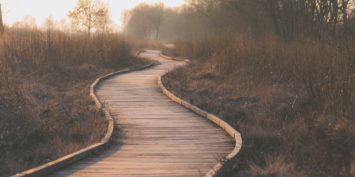 A wooded path in the forest.
