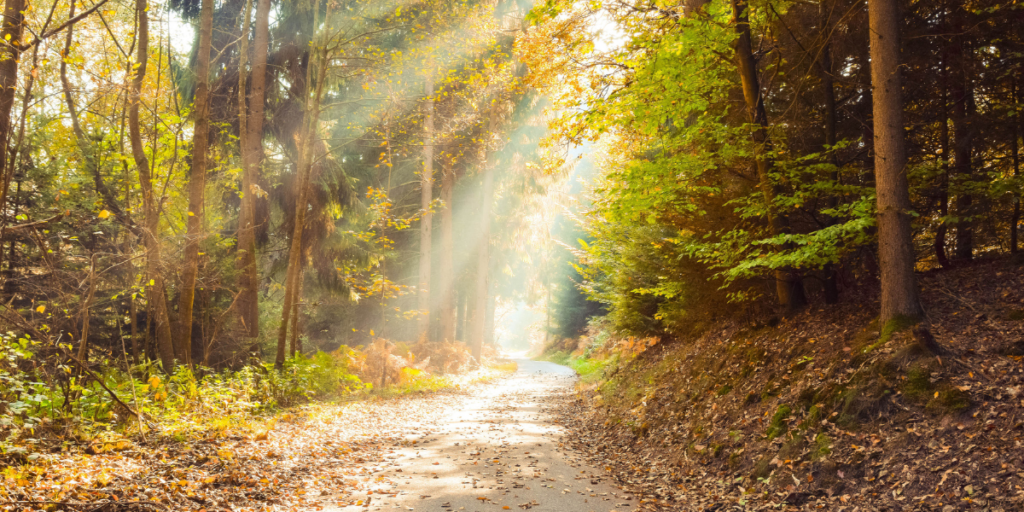 A nature trail with sunbeams on path.