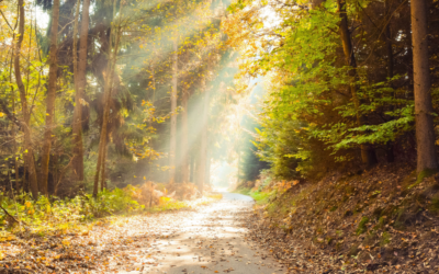 Clearing the legislative path for improved collaboration between charities and Indigenous organizations