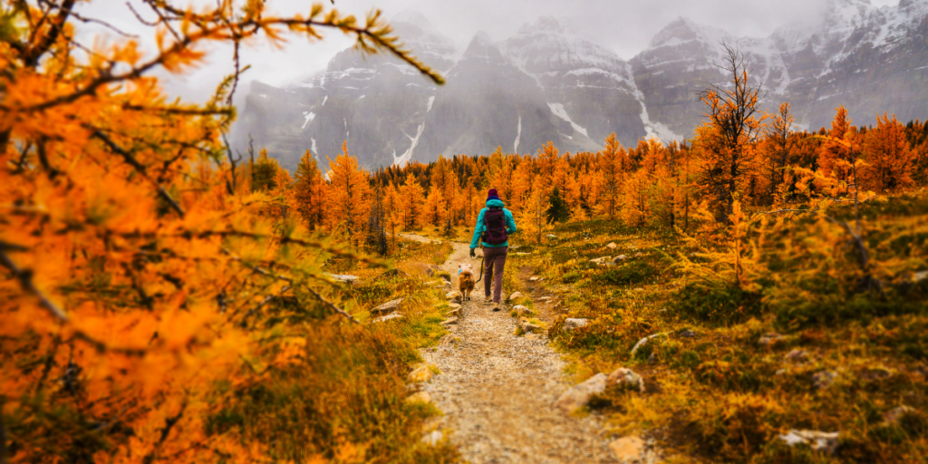 A person and their dog are hiking in the mountains and it is autumn.